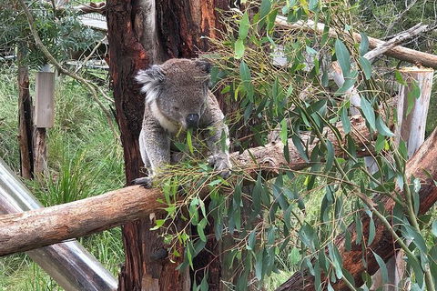 Phillip Island Tour Including Phillip Island Penguin Parade - Attractions Melbourne 3