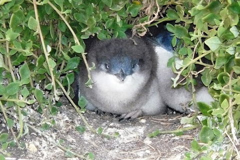 Phillip Island Tour Including Phillip Island Penguin Parade - Attractions Melbourne 7