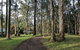 Yarra Valley Rainforest Hike And Winery Tour - thumb 1