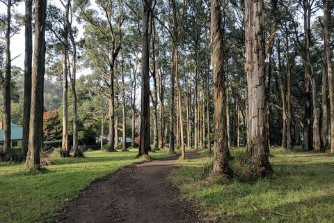 Yarra Valley Rainforest Hike And Winery Tour - Attractions Melbourne 3