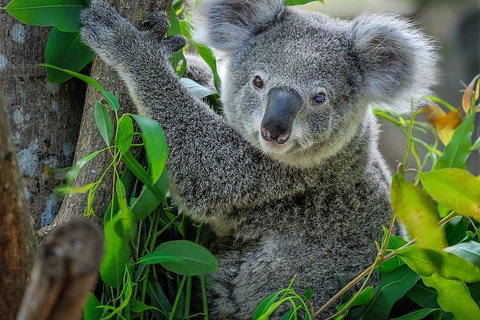 Phillip Island Hike And Aussie Wildlife Adventure - Attractions Melbourne 1