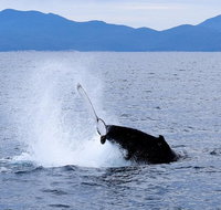 Wilsons Prom Whale Cruise