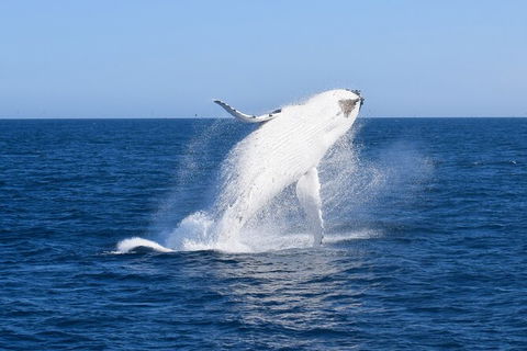 Wilsons Prom Whale Cruise - Attractions Melbourne 6