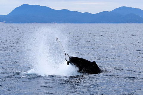 Wilsons Prom Whale Cruise - Attractions Melbourne 2