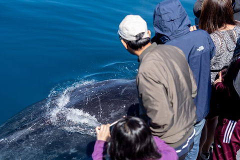 Wilsons Prom Whale Cruise - Attractions Melbourne 3