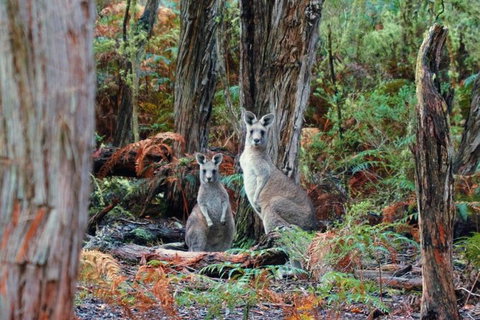 Private Combo Melbourne And Great Ocean Road Tours - Attractions Melbourne 5