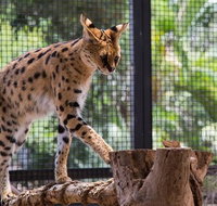 African Cat Encounter at Werribee Open Range Zoo