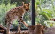 African Cat Encounter At Werribee Open Range Zoo - thumb 2