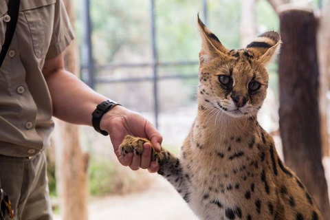 African Cat Encounter At Werribee Open Range Zoo - Attractions Melbourne 3