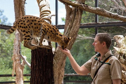 African Cat Encounter At Werribee Open Range Zoo - Attractions Melbourne 4
