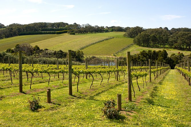 Mornington Peninsula Small-Group Wine Tour with Lunch and Morning Tea Melbourne