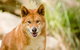 Shore Excursion-Healesville-Sanctuary-Private-Group- Max 7 PAX -Yarra Valley - thumb 5