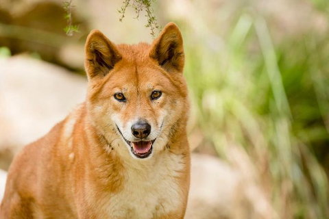 Shore Excursion-Healesville-Sanctuary-Private-Group- Max 7 PAX -Yarra Valley - Attractions Melbourne 5