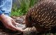 Shore Excursion-Healesville-Sanctuary-Private-Group- Max 7 PAX -Yarra Valley - thumb 4