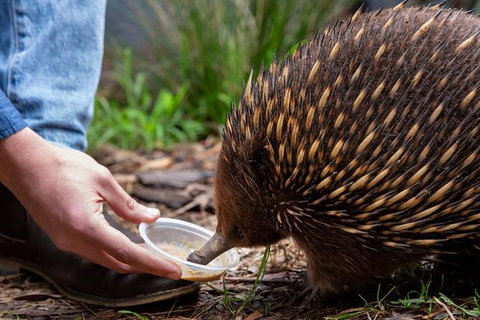 Shore Excursion-Healesville-Sanctuary-Private-Group- Max 7 PAX -Yarra Valley - Attractions Melbourne 4