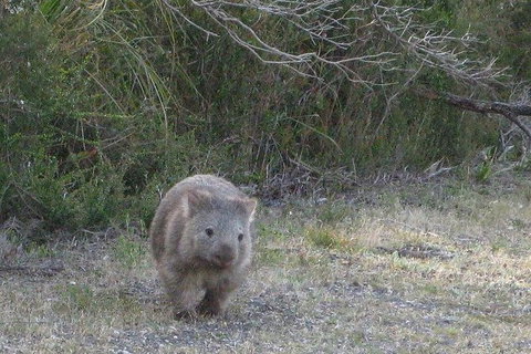 Shore Excursion-Healesville-Sanctuary-Private-Group- Max 7 PAX -Yarra Valley - Attractions Melbourne 3