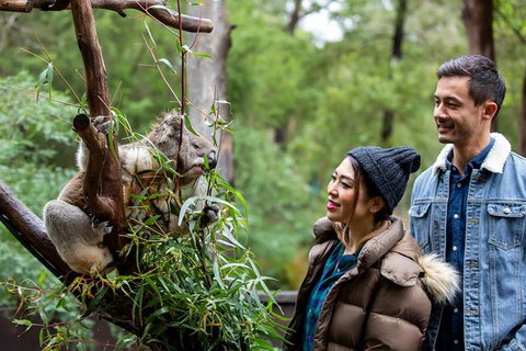 Shore Excursion-Healesville-Sanctuary-Private-Group- Max 7 PAX -Yarra Valley - Attractions Melbourne 6