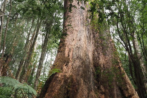 Great Ocean Road Private Day Tour - Attractions Melbourne 7