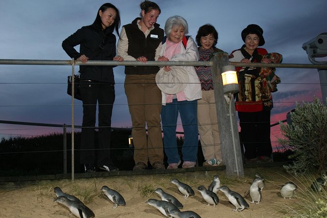 Phillip Island Penguin Parade Tour from Melbourne Including Koala Conservation Centre Melbourne