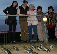 Phillip Island Penguin Parade Tour from Melbourne Including Koala Conservation Centre