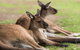 Private Ballarat And Sovereign Hill Tour From Melbourne - thumb 6