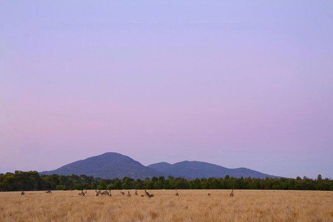 Sunset Koalas and Kangaroos Tour in the Wild from Melbourne Melbourne