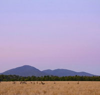 Sunset Koalas and Kangaroos Tour in the Wild from Melbourne