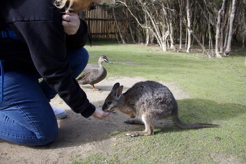 Small-Group Phillip Island Penguin Parade Day Tour From Melbourne - Attractions Melbourne 4