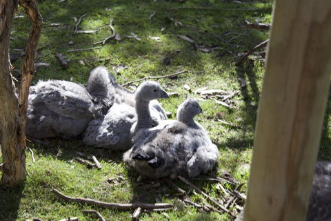 Small-Group Phillip Island Penguin Parade Day Tour From Melbourne - Attractions Melbourne 3