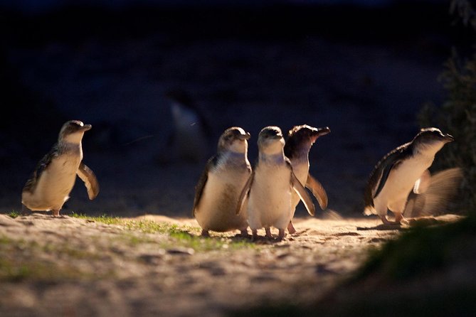Small-Group Phillip Island Penguin Parade Day Tour from Melbourne Melbourne