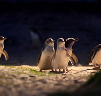Small-Group Phillip Island Penguin Parade Day Tour from Melbourne