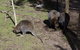 Small-Group Phillip Island Penguin Parade Day Tour From Melbourne - thumb 2