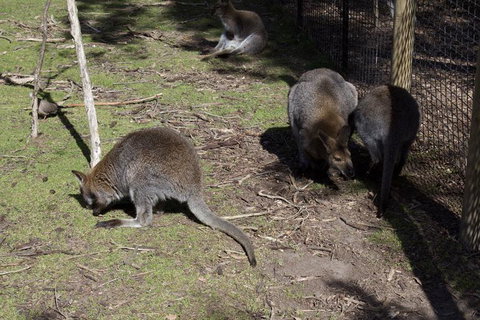 Small-Group Phillip Island Penguin Parade Day Tour From Melbourne - Attractions Melbourne 2