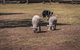 Small-Group Phillip Island Penguin Parade Day Tour From Melbourne - thumb 7