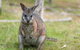 Small-Group Phillip Island Penguin Parade Day Tour From Melbourne - thumb 11