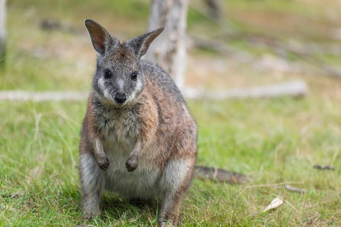 Small-Group Phillip Island Penguin Parade Day Tour From Melbourne - Attractions Melbourne 11