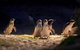 Small-Group Phillip Island Penguin Parade Day Tour From Melbourne - thumb 6