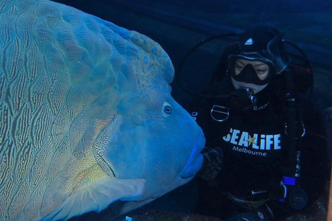 Shark Dive Experience At SEA LIFE Melbourne Aquarium - Attractions Melbourne 6