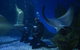 Shark Dive Experience At SEA LIFE Melbourne Aquarium - thumb 9