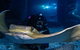 Shark Dive Experience At SEA LIFE Melbourne Aquarium - thumb 3