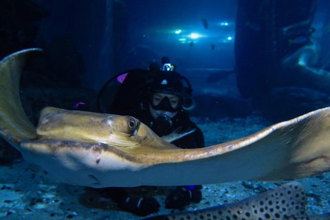 Shark Dive Experience At SEA LIFE Melbourne Aquarium - Attractions Melbourne 3