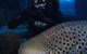 Shark Dive Experience At SEA LIFE Melbourne Aquarium - thumb 4