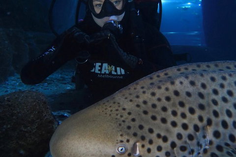 Shark Dive Experience At SEA LIFE Melbourne Aquarium - Attractions Melbourne 4