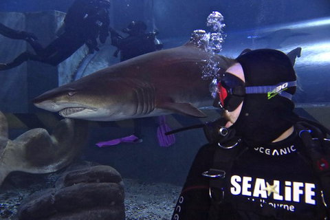Shark Dive Experience At SEA LIFE Melbourne Aquarium - Attractions Melbourne 8