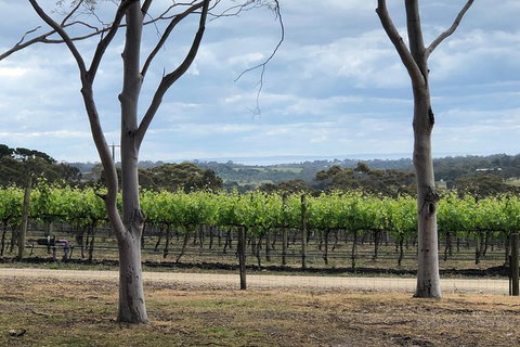 Yarra Valley Wine Tour Inc Lunch With A Glass Of Wine, Tastings And Chocolate - Attractions Melbourne 11