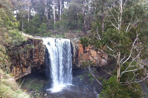 Private Tour: Wombat State Forest Wildlife Safari 4WD Tour From Melbourne - Attractions Melbourne 1