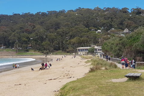 Surf Coast And Livewire Tour - Attractions Melbourne 13