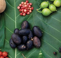 AUSTRALIAN NATIVE FOOD TOUR from Melbourne