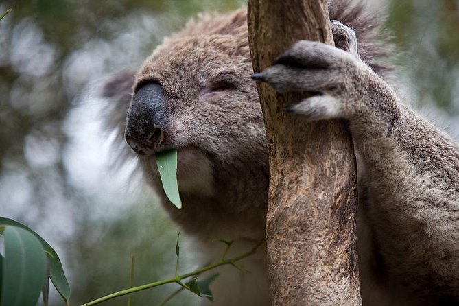  Attractions Melbourne