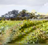 Phillip Island Wine Experience Tour - Attractions Melbourne